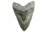 Fossil Megalodon Tooth - North Carolina #367920-1